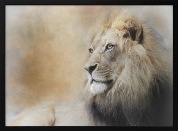 Majestic Lion Gaze | Poster - Black Metal Frame Interior