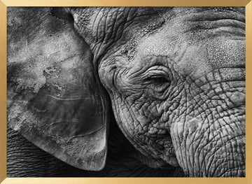 Textured Elephant Portrait | Poster - Gold Frame Interior