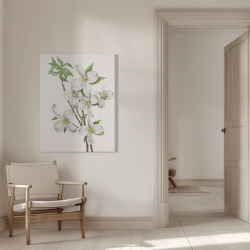 Flowering Dogwood From North American Wildflowers (1925) By Mary Vaux Walcott | Canvas - Room Interior 1