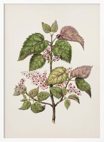 Makomako   Aristotelia Racemosa Drawn By Sarah Featon (1848–1927) | Poster - White Frame Interior