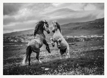 Wild Horses Rearing | Poster - White Frame Interior