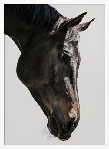 Gentle Equine Gaze | Poster - White Frame Interior