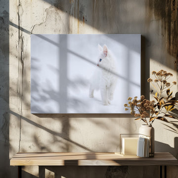White Kitten in Snow | Canvas - Room Interior 2
