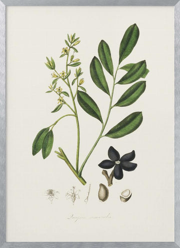 Lualsia Simarula Medical Botany | Poster - Silver Frame Interior