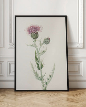 Prairie Thistle From North American Wildflowers (1925) By Mary Vaux Walcott. | Poster - Room Interior 1
