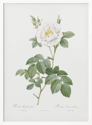 Rosa Alba Flore Pleno, Les Roses (1817–1824) | Poster - White Frame Interior