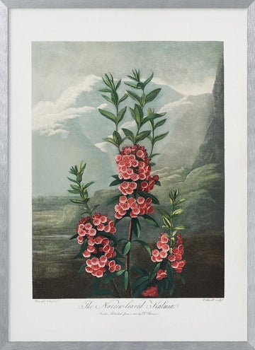 The Narrow–Leaved Kalmia from The Temple of Flora (1807) | Poster - Silver Frame Interior