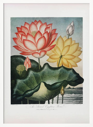 The Sacred Egyptian Bean from The Temple of Flora (1807) | Poster - White Frame Interior