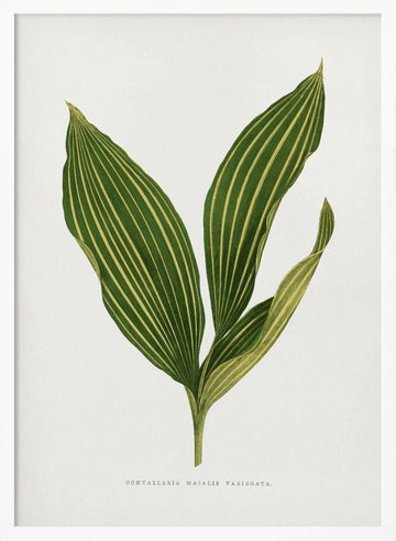 Lily of the Valley Leaf Illustration | Poster - White Frame Interior