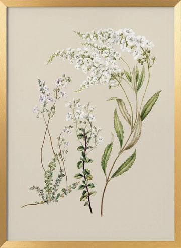 Veronica Drawn By Sarah Featon (1848–1927) | Poster - Gold Frame Interior