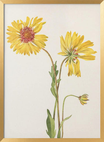 Perennial Gaillardia From North American Wildflowers (1925) By Mary Vaux Walcott. | Poster - Gold Frame Interior
