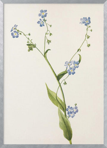 Bur Forget Me Not From North American Wildflowers (1925) By Mary Vaux Walcott | Poster - Silver Frame Interior