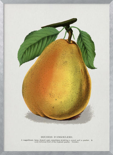 Duchess D'angouleme Pear Lithograph | Poster - Silver Frame Interior