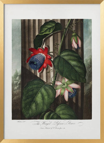 The Winged Passion-Flower from The Temple of Flora (1807) | Poster - Gold Frame Interior