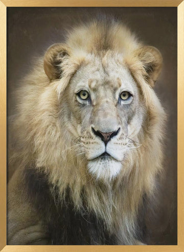 Majestic Lion Gaze | Poster - Gold Frame Interior