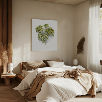 Abutilon Thompsoni Leaf Illustration | Canvas - Room Interior 2