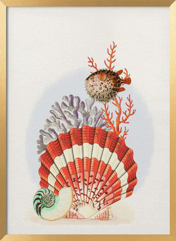 Oceanic Shells and Fish | Poster - Gold Frame Interior