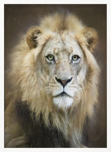 Majestic Lion Gaze | Poster - White Frame Interior