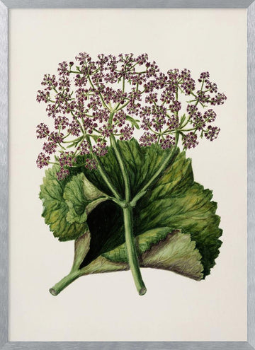 Antique Plant Ii Drawn By Sarah Featon (1848–1927) | Poster - Silver Frame Interior