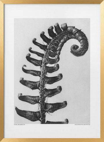 Polystichum Munitum | Poster - Gold Frame Interior