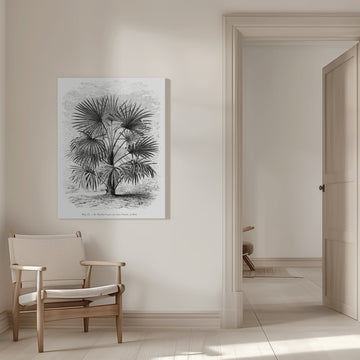 Vintage Palm Tree Drawing Xi | Canvas - Room Interior 1