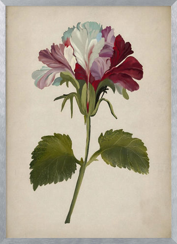Vibrant Geranium Bloom | Poster - Silver Frame Interior