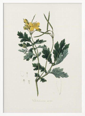 Greater Celandine (chelidonium Majus) Medical Botany | Poster - White Frame Interior