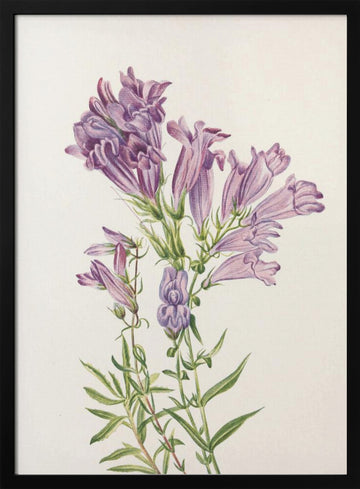Purple Penstemon From North American Wildflowers (1925) By Mary Vaux Walcott | Poster - Black Metal Frame Interior