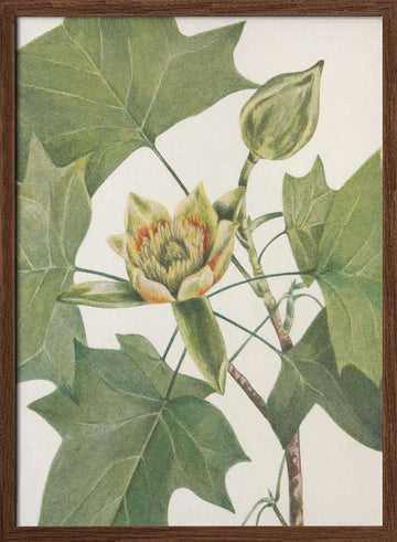 Tulip Tree From North American Wildflowers (1925) By Mary Vaux Walcott. | Poster - Walnut Frame Interior