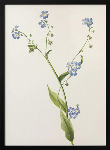 Bur Forget Me Not From North American Wildflowers (1925) By Mary Vaux Walcott | Poster - Black Metal Frame Interior