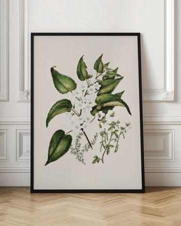 Hibiscus Trianium  By Sarah Featon (1848–1927 | Poster - Room Interior 1