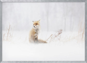 Red Fox In Winter Snow | Poster - Silver Frame Interior