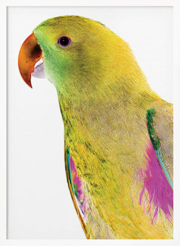 Vibrant Parrot Profile | Poster - White Frame Interior