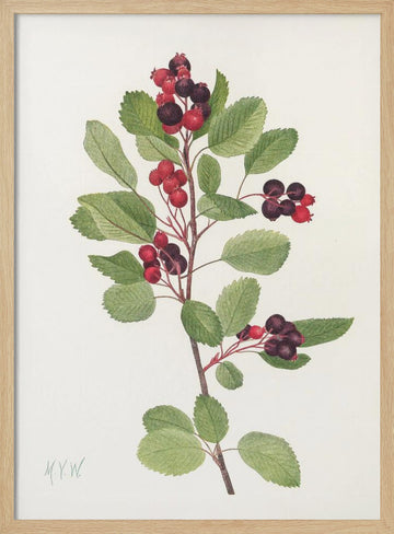Saskatoon From North American Wildflowers (1925) By Mary Vaux Walcott | Poster - Wood Frame Interior
