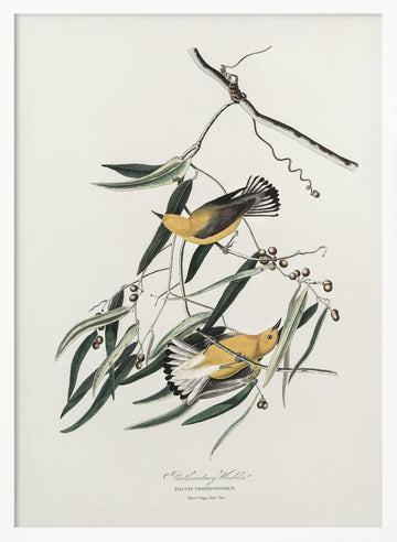 Prothonotary Warbler From Birds of America (1827) | Poster - White Frame Interior