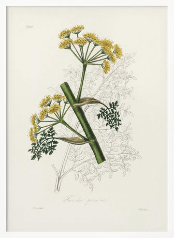 Ferula Persica Medical Botany | Poster - White Frame Interior