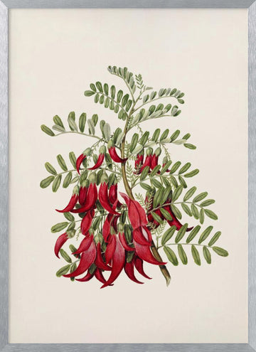 Kowhai   Clianthus Puniceus Drawn By Sarah Featon (1848–1927) | Poster - Silver Frame Interior