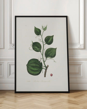 Lmilax Larsaparilla  Medical Botany | Poster - Room Interior 1