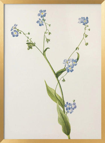 Bur Forget Me Not From North American Wildflowers (1925) By Mary Vaux Walcott | Poster - Gold Frame Interior