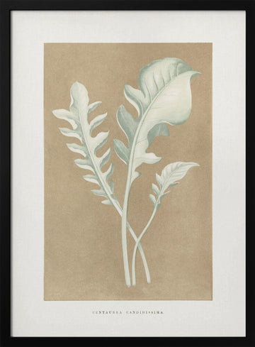 Centaurea Candidissima Leaf Illustration | Poster - Black Metal Frame Interior
