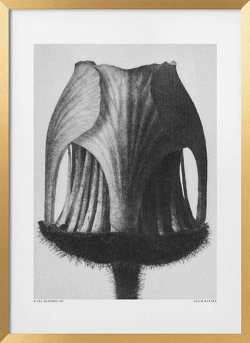 Geum Rivale | Poster - Gold Frame Interior