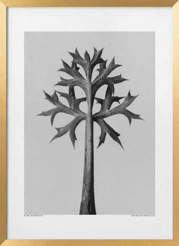 Eryngium Bourgatii | Poster - Gold Frame Interior