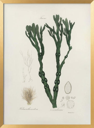 Bladder Wrack (fucus Vesiculosus)  Medical Botany | Poster - Gold Frame Interior