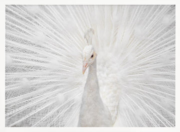 Majestic White Peacock | Poster - White Frame Interior
