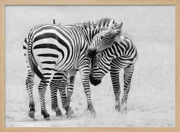 Wild Zebras Bonding | Poster - Wood Frame Interior