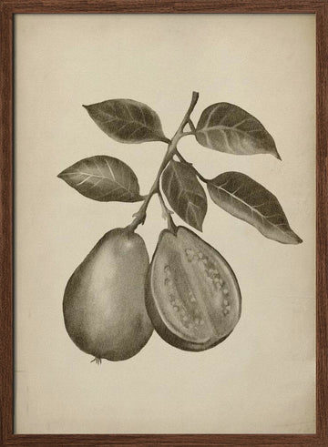 Guava Botanical Study | Poster - Walnut Frame Interior
