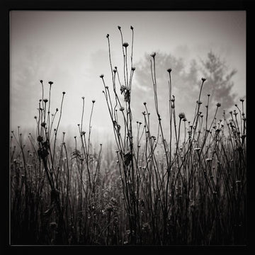 Misty Field Stems | Poster - Black Metal Frame Interior