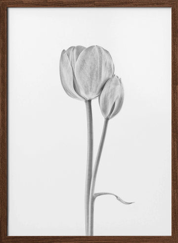 Elegant Tulip Pair | Poster - Walnut Frame Interior