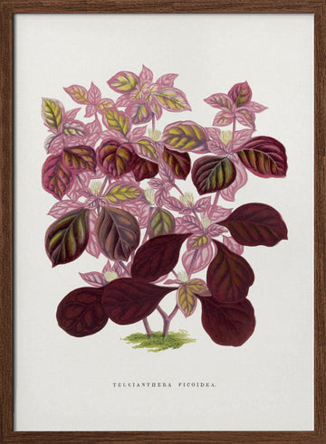 Pink Teleianthera Ficoidea Leaf Illustration | Poster - Walnut Frame Interior