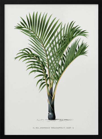 Xvii Hyophorbe V | Poster - Black Metal Frame Interior